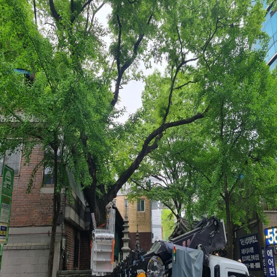 노거수 유지관리 현장