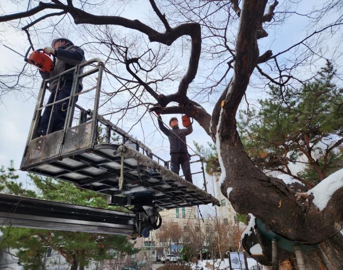 고소작업차를 이용한 보호수 수형 관리 현장