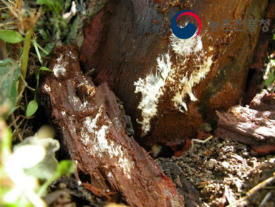 날개무늬병(White root rot, Violet root rot)