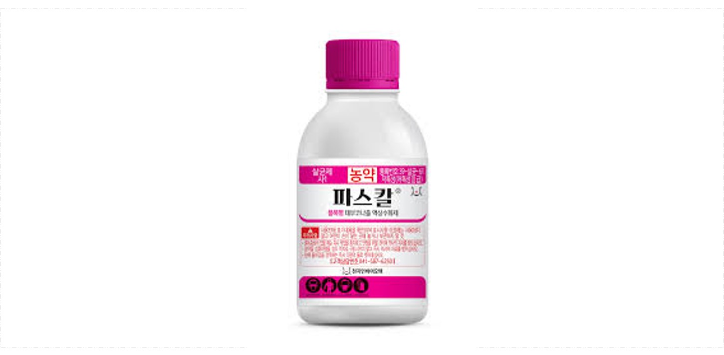 파스칼