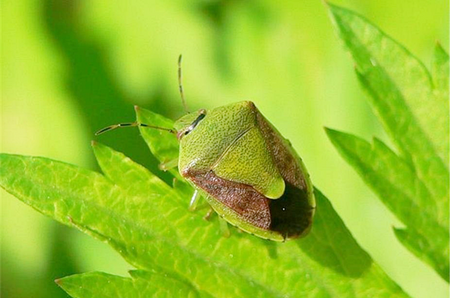 갈색날개노린재