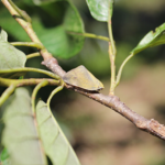 갈색날개매미충