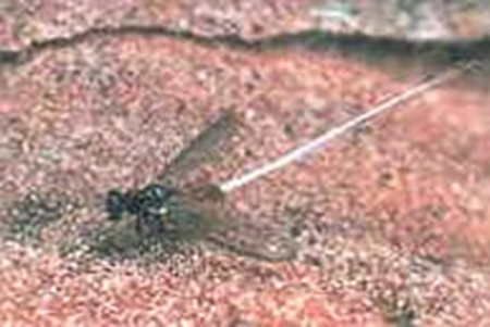 솔껍질깍지벌레