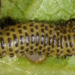 참긴더듬이잎벌레