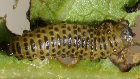 참긴더듬이잎벌레