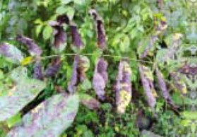 가래나무 흰잎마름병