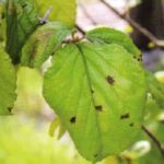 가막살나무 점무늬병