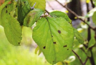 가막살나무 점무늬병