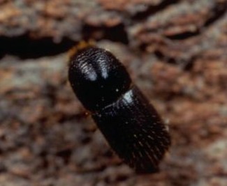 가문비왕나무좀