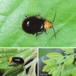 검정오이잎벌레