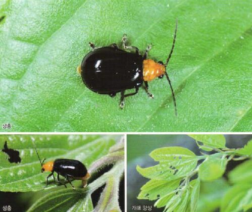 검정오이잎벌레