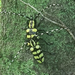 노랑알락하늘소