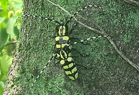 노랑알락하늘소