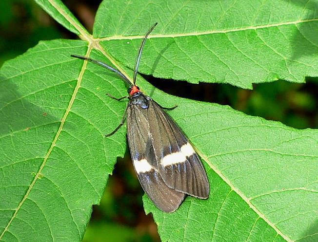 뒤흰띠알락나방