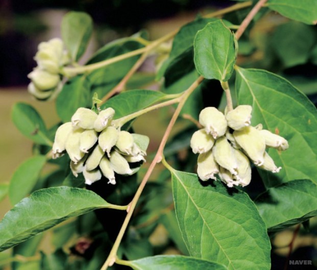 때죽납작진딧물