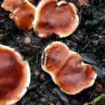 리지나뿌리썩음병