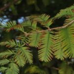 메타세쿼이아 잎마름병