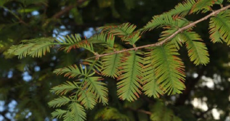 메타세쿼이아 잎마름병