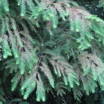 메타세쿼이아응애