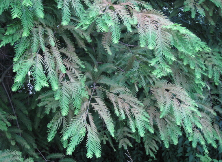 메타세쿼이아응애