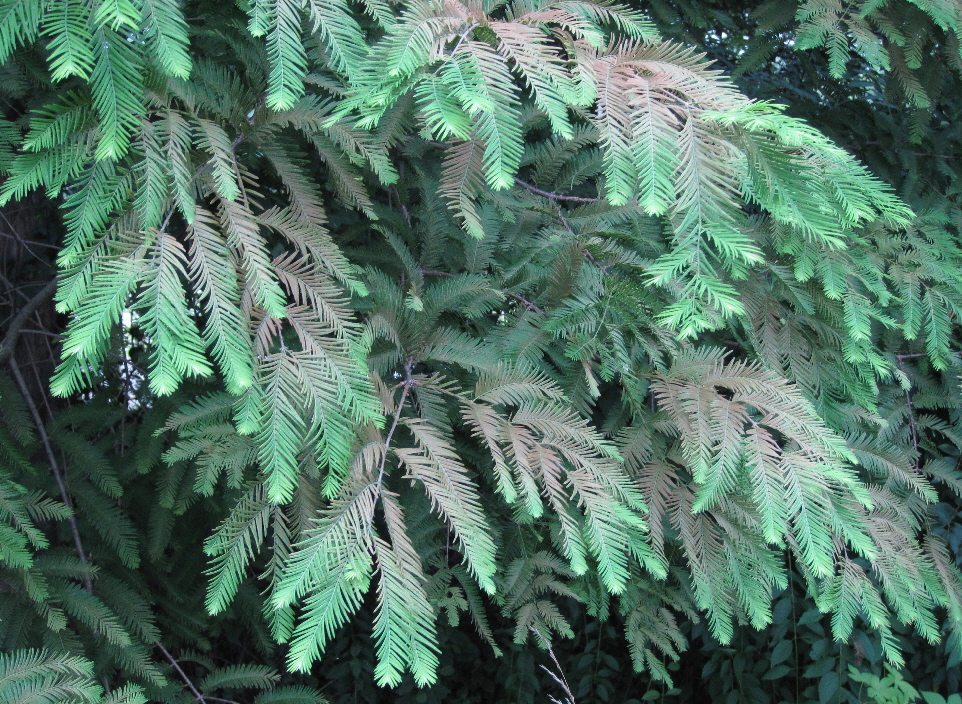 메타세쿼이아응애