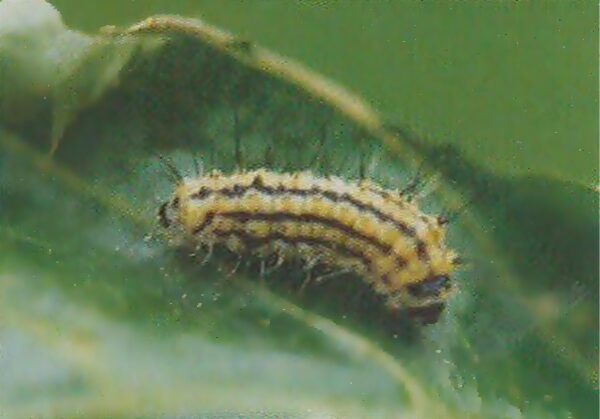 벚나무모시나방