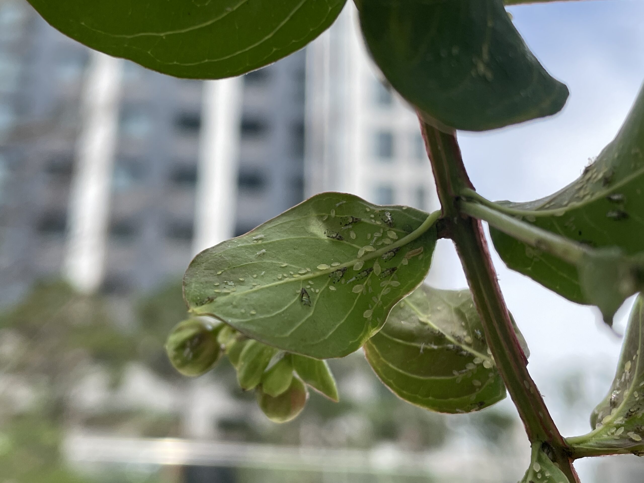 배롱나무알락진딧물