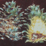 백송애기잎말이나방