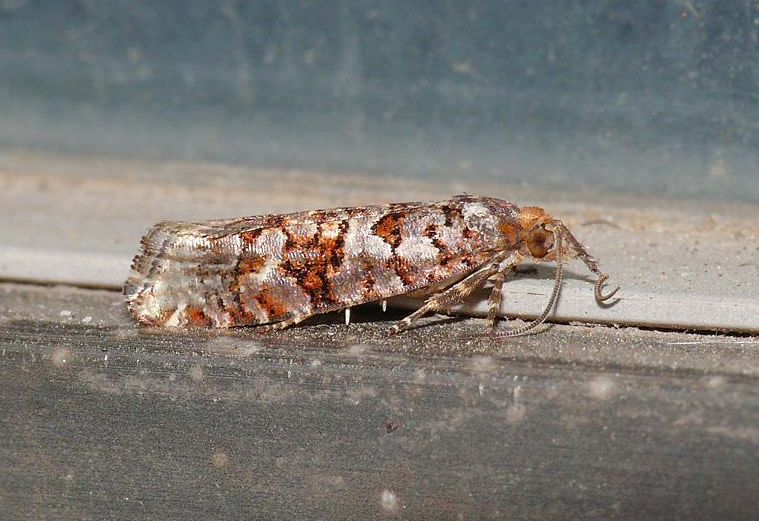 [Image of 백송애기잎말이나방 성충]