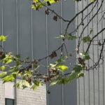 버즘나무 탄저병