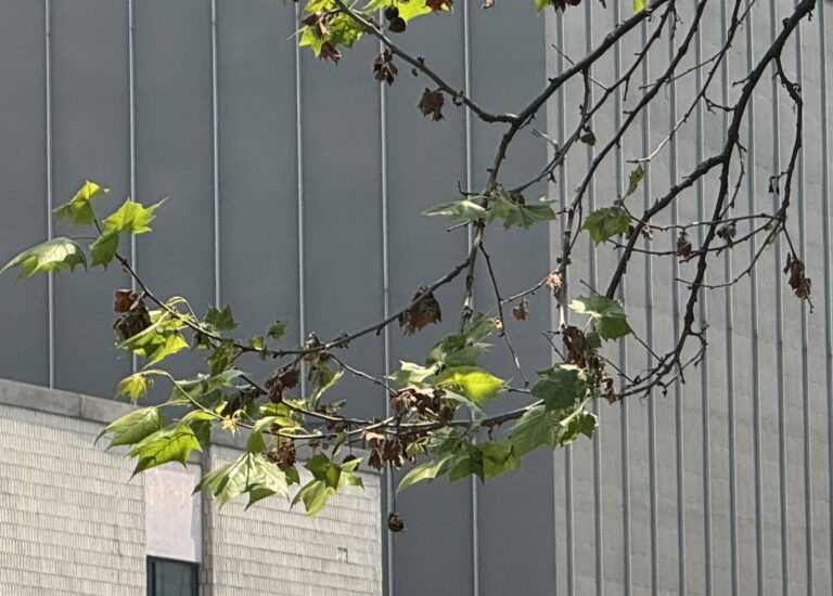 버즘나무 탄저병