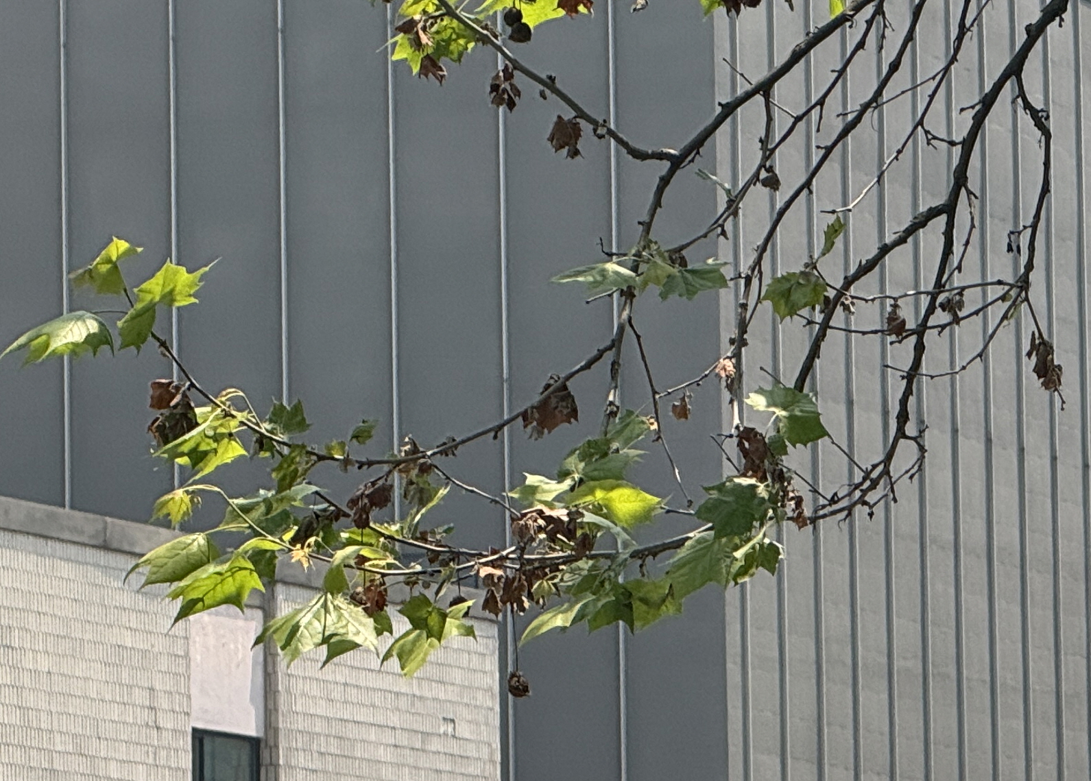 버즘나무 탄저병