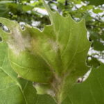 버즘나무 흰가루병