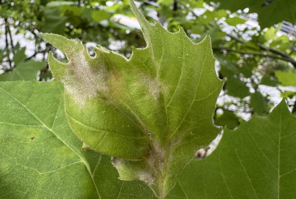 버즘나무 흰가루병