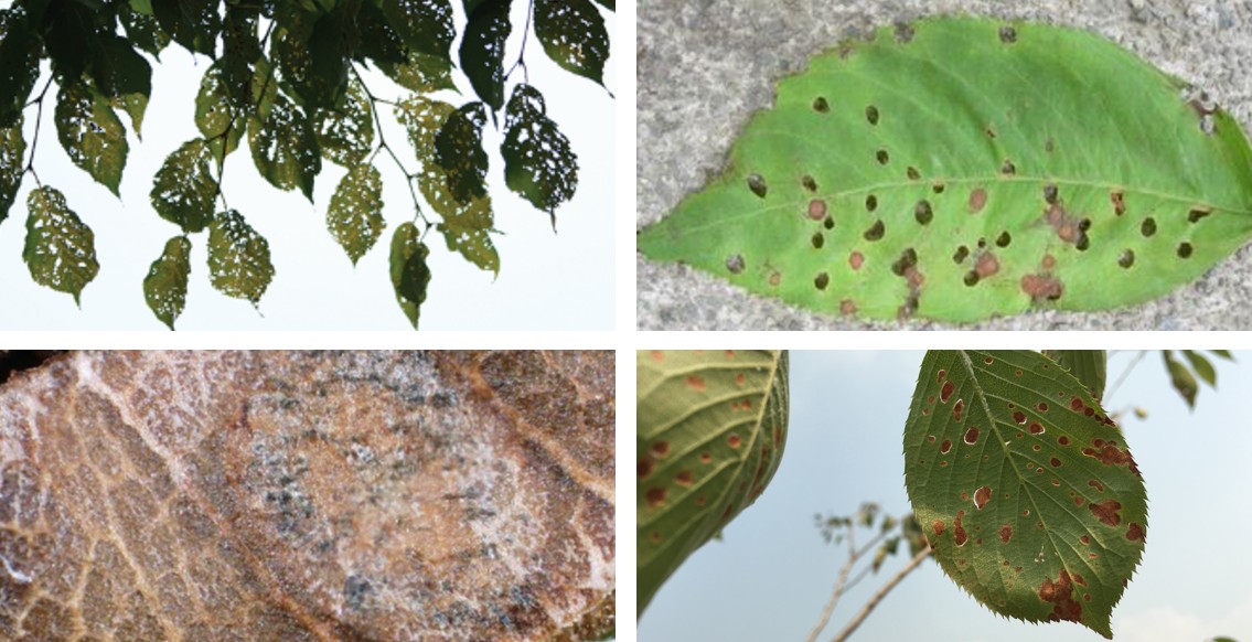 갈색무늬구멍병