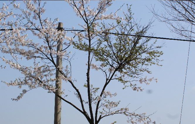 벚나무 빗자루병