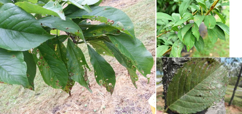 벚나무 세균성구멍병