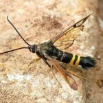 복숭아유리나방