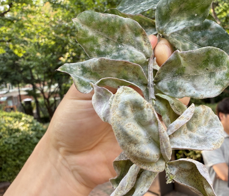 배롱나무 흰가루병