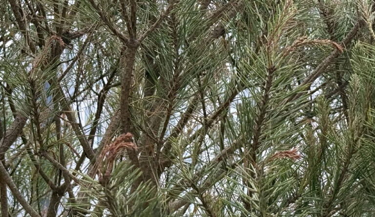 소나무 가지끝마름병