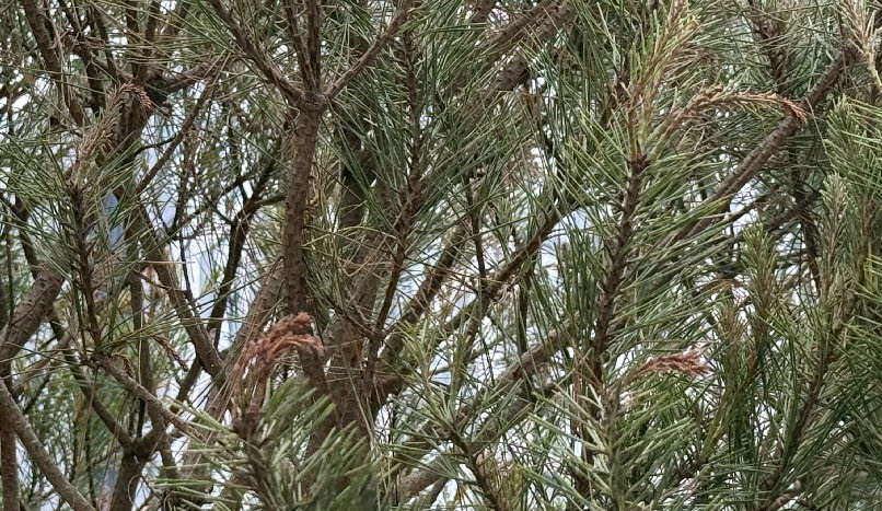 소나무 가지끝마름병