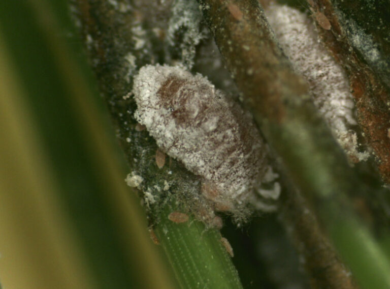 소나무가루깍지벌레