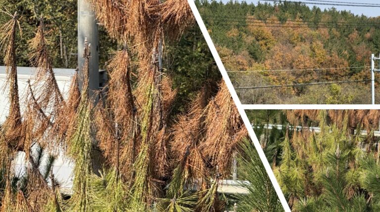 소내무재선충병