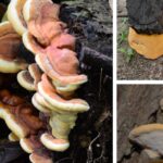 활엽수 근주심재부후병