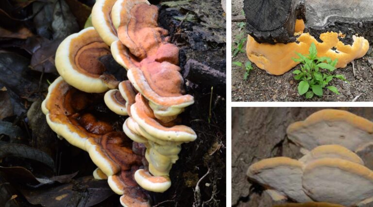 활엽수 근주심재부후병