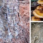 아밀라리아뿌리썩음병