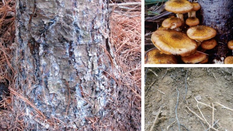 아밀라리아뿌리썩음병