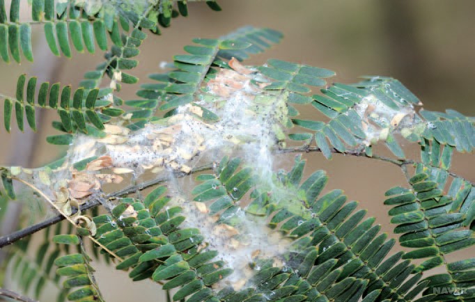 자귀뭉뚝날개나방