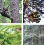 전나무 빗자루병