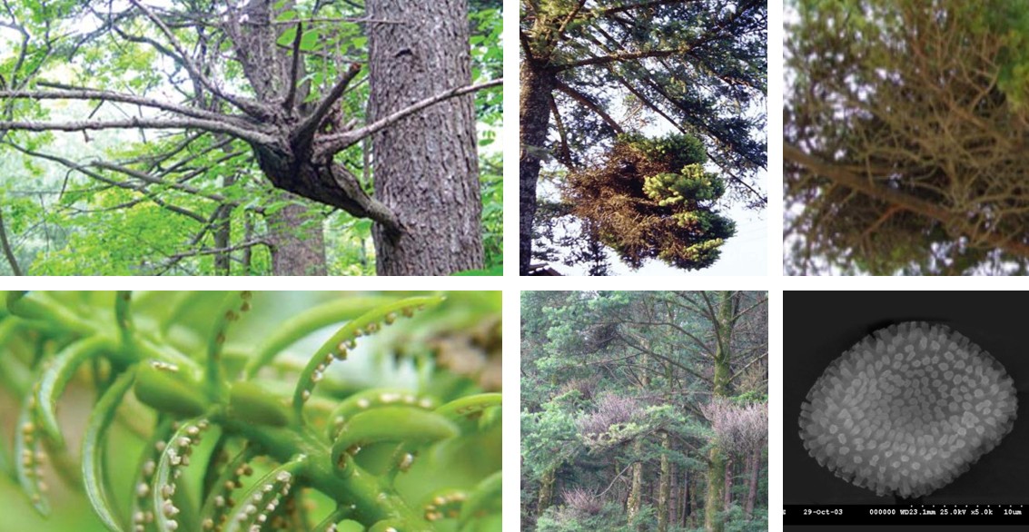 전나무 빗자루병